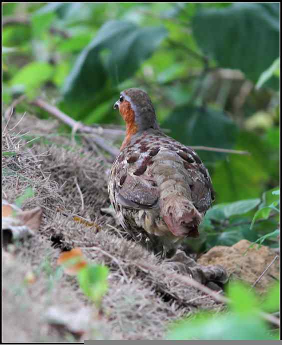 一天苦苦守候，喜获两个新鸟种：黑鳽、灰胸竹鸡