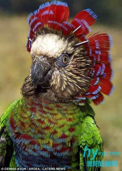 鹰头鹦鹉 (Hawk-headed Parrot)  