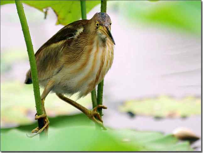 奥体公园观赏黄苇鳽