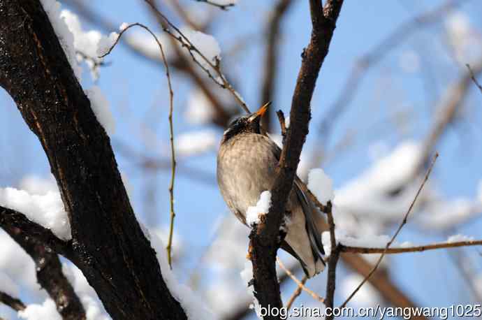 北京天坛公园的鸟类——雪中觅食的白头鹎