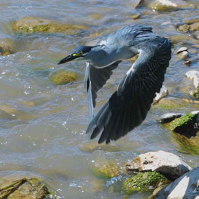 盛夏潮河拍绿鹭