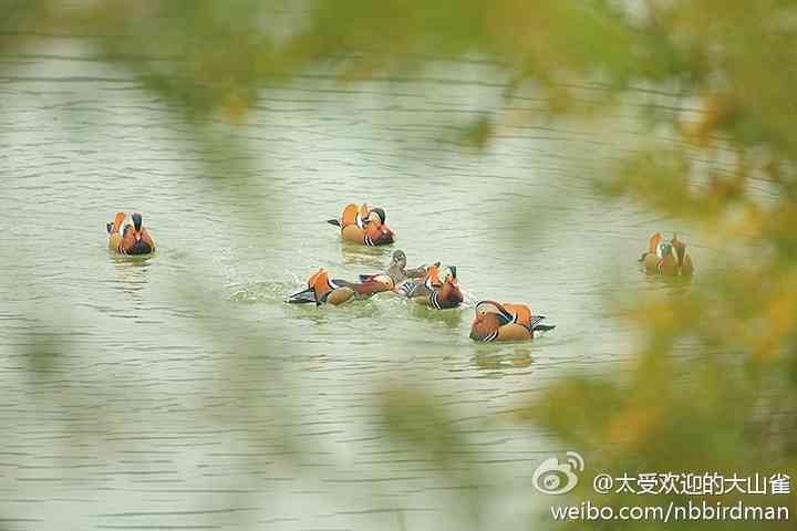 尽日无人看微雨，鸳鸯相对浴红衣