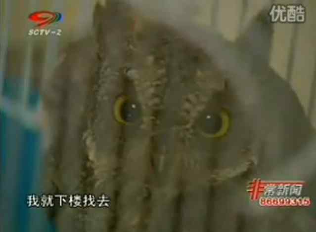 【视频】小猫变成小猫头鹰