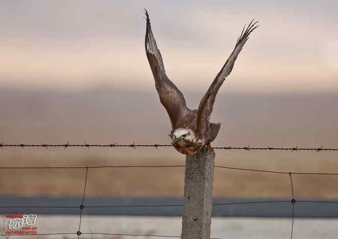 达里湖拍鸟——草原雕、猎隼和红隼吃鼠，大鵟扑空！