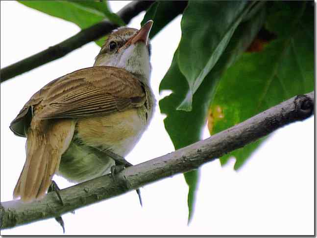 奥体公园观赏大苇莺