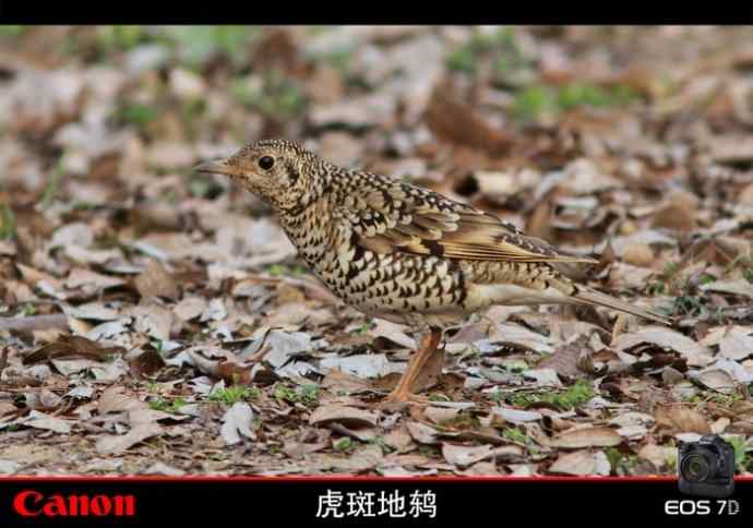 太湖鼋头渚公园的鲜花和虎斑地鸫