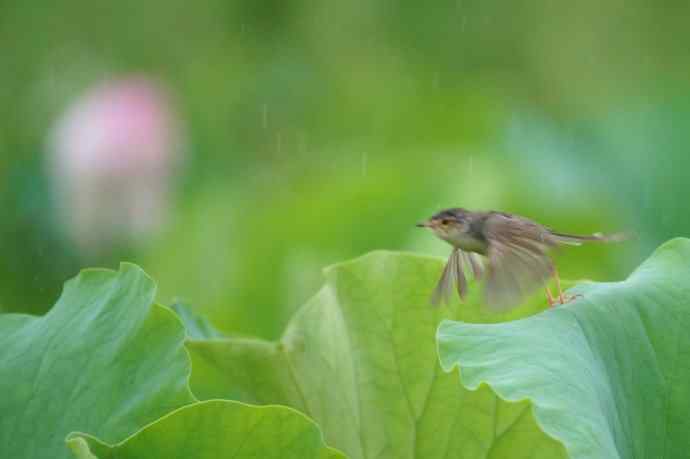 四川西昌鸟类摄影——雨荷