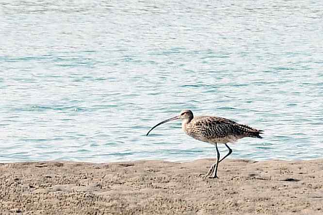 浅水湾观赏大杓鹬