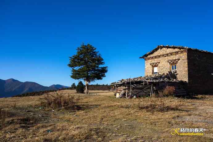 帕姆岭拍“四川雉鹑”