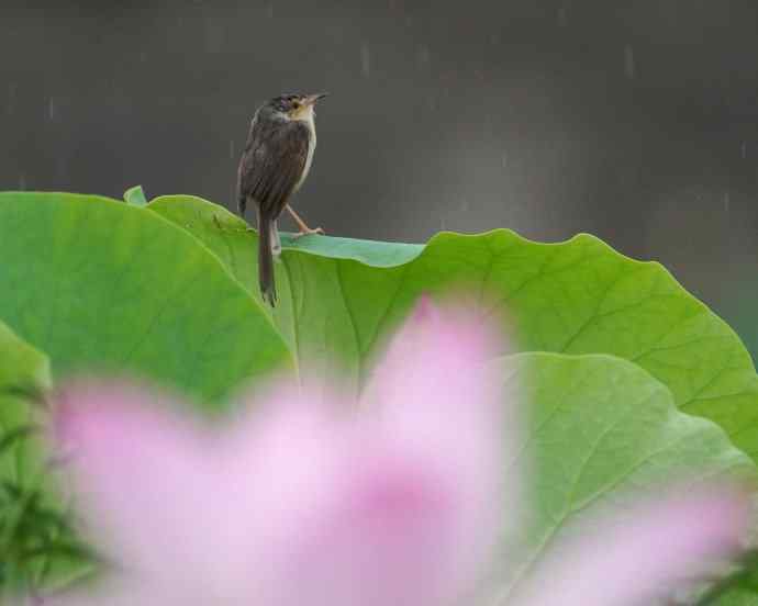 四川西昌鸟类摄影——雨荷