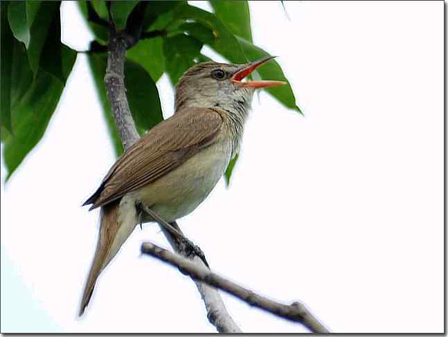 奥体公园观赏大苇莺