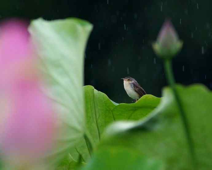 四川西昌鸟类摄影——雨荷