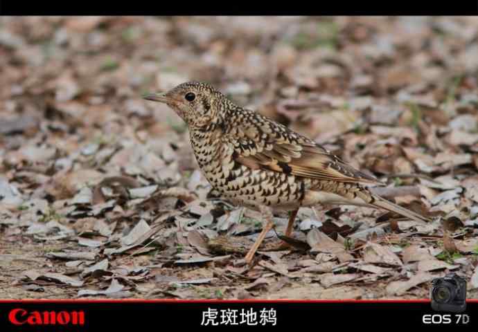 太湖鼋头渚公园的鲜花和虎斑地鸫