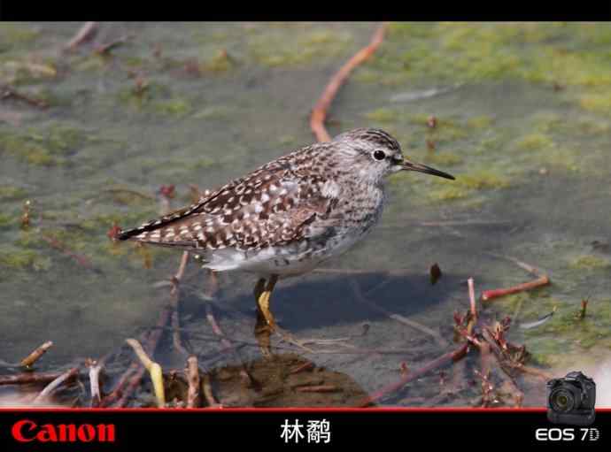 清明观鸟