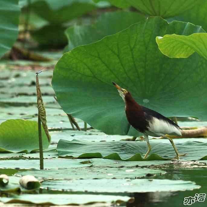 圆明园拍鸟——池鹭抓了条大鱼