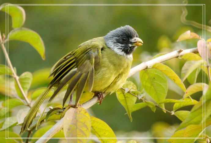 白头鹎和领雀嘴鹎