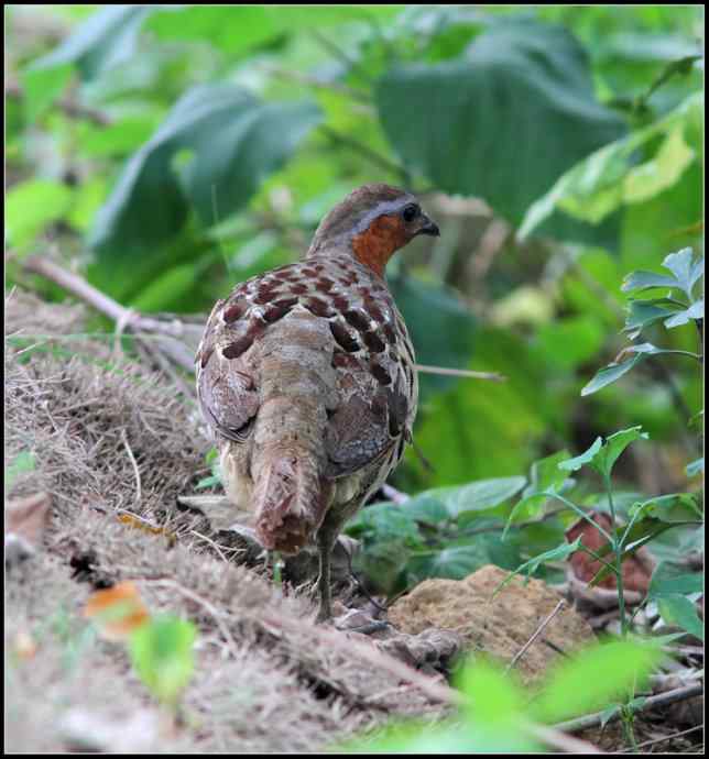 一天苦苦守候，喜获两个新鸟种：黑鳽、灰胸竹鸡