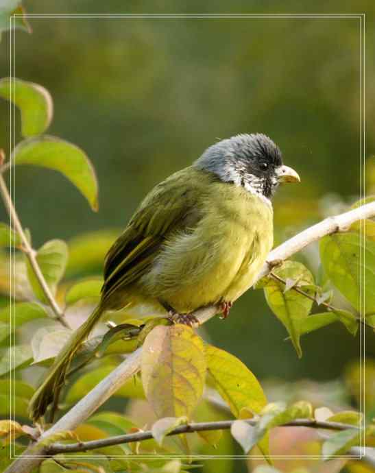 白头鹎和领雀嘴鹎