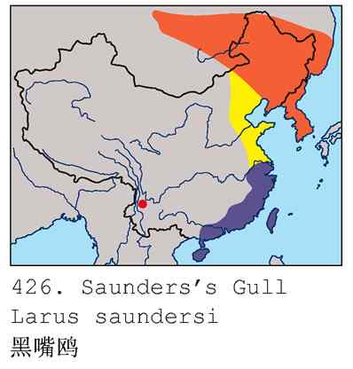 黑嘴鸥——小洋口无意拍到的濒危物种（组图，4张图片）