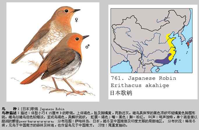 北京发现稀有鸟种——日本歌鸲（组图，13张图片）