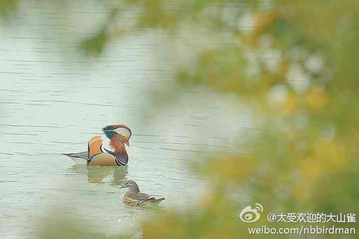 尽日无人看微雨，鸳鸯相对浴红衣