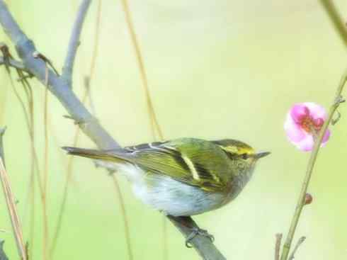 十大鸟类建筑师之五（戴菊、柳莺）