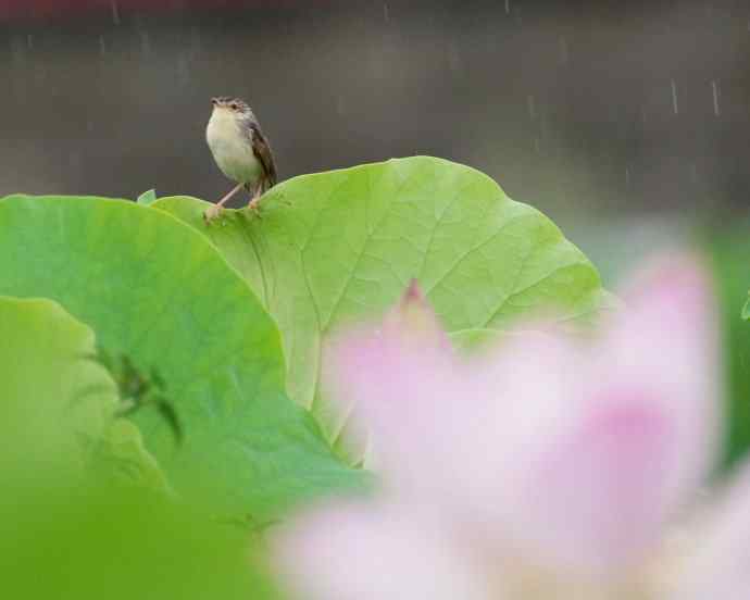 四川西昌鸟类摄影——雨荷