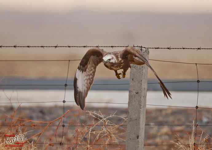 达里湖拍鸟——草原雕、猎隼和红隼吃鼠，大鵟扑空！