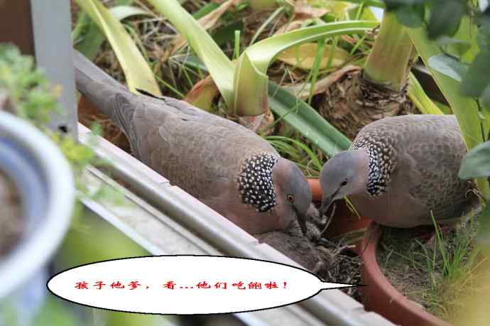 难得一见的鏡头 珠颈斑鸠哺育实拍(市区十五楼的鸟巢续集)