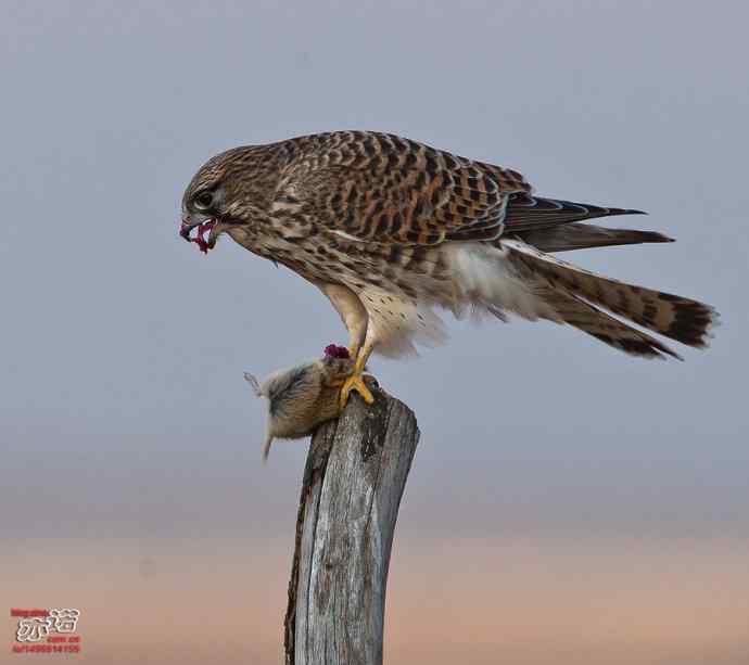 达里湖拍鸟——草原雕、猎隼和红隼吃鼠，大鵟扑空！