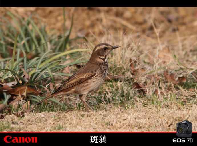 告别这个冬季