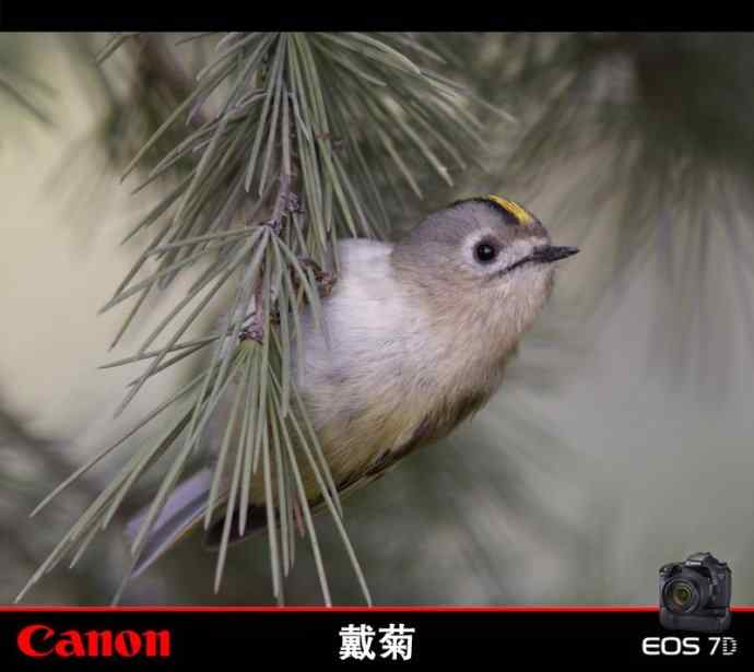 戴菊   购入佳能7D和340L后的首次试镜