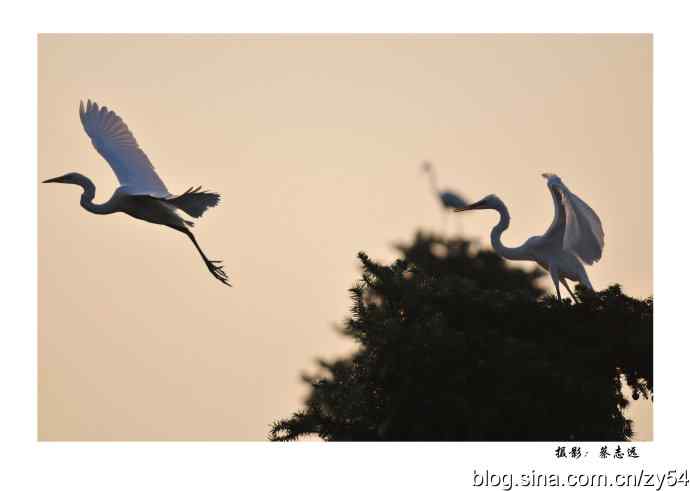 最具有性价比的定焦长镜头——尼康300mm/f4