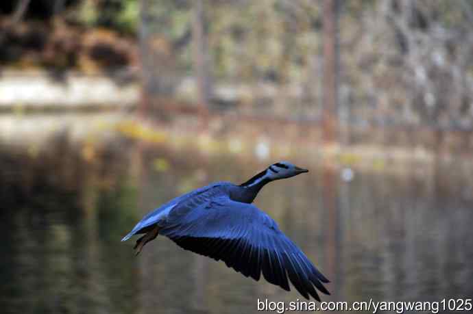 北京动物园的鸟类——鸳鸯、斑头雁（抓拍）