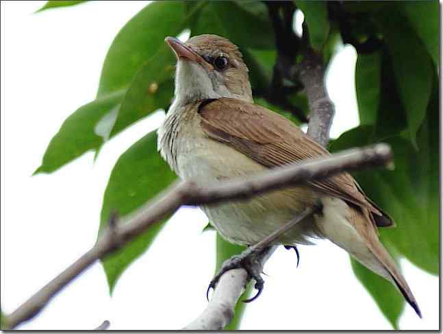 奥体公园观赏大苇莺