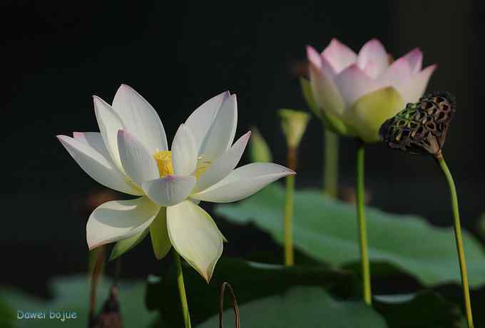 玉渊潭休闲乐拍