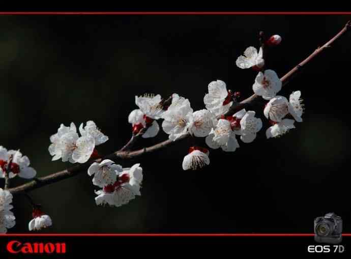 太湖鼋头渚公园的鲜花和虎斑地鸫