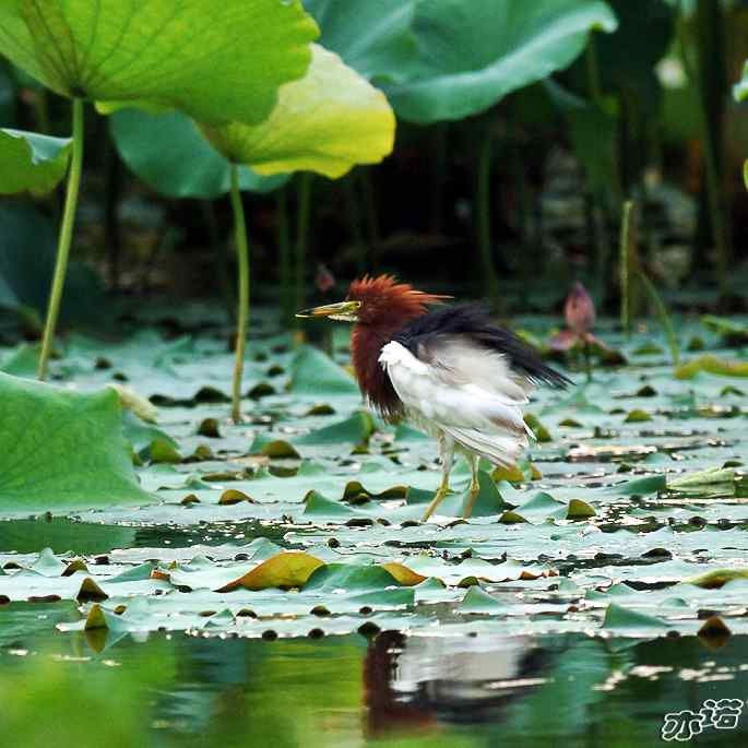 圆明园拍鸟——池鹭抓了条大鱼