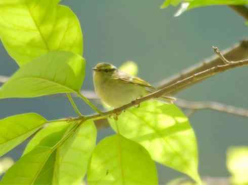 十大鸟类建筑师之五（戴菊、柳莺）