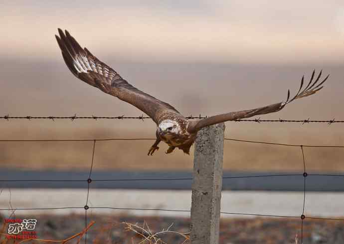 达里湖拍鸟——草原雕、猎隼和红隼吃鼠，大鵟扑空！