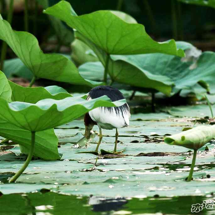 圆明园拍鸟——池鹭抓了条大鱼