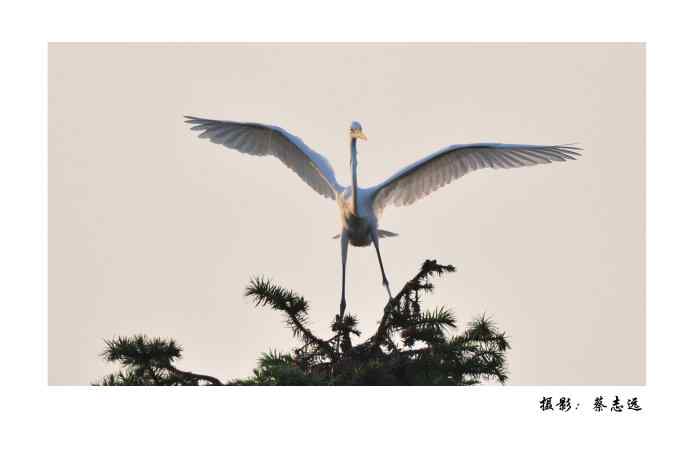 最具有性价比的定焦长镜头——尼康300mm/f4