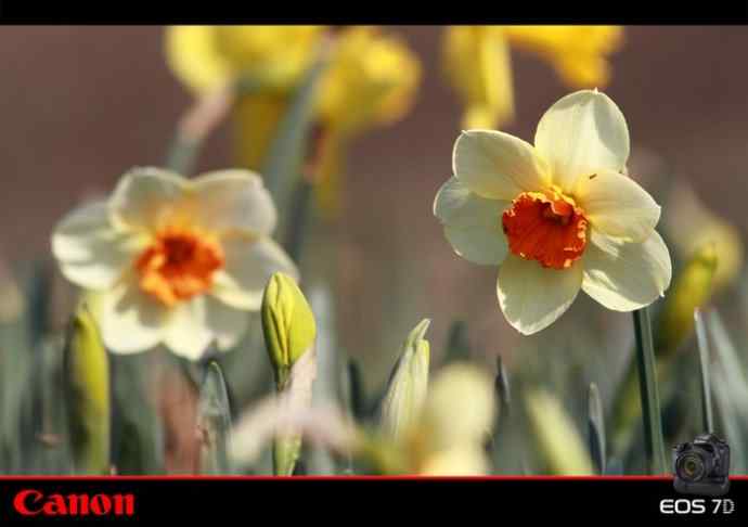 太湖鼋头渚公园的鲜花和虎斑地鸫