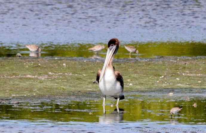 Ding Darling NWR 初识棕头鷺和美洲鵜鶘