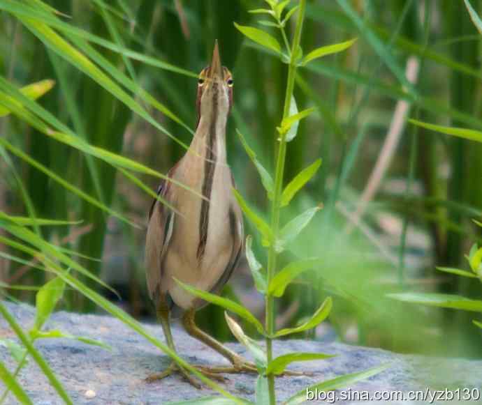 紫背苇鳽（组图，3张图片）