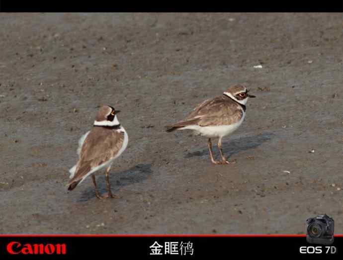 金眶鸻也风流